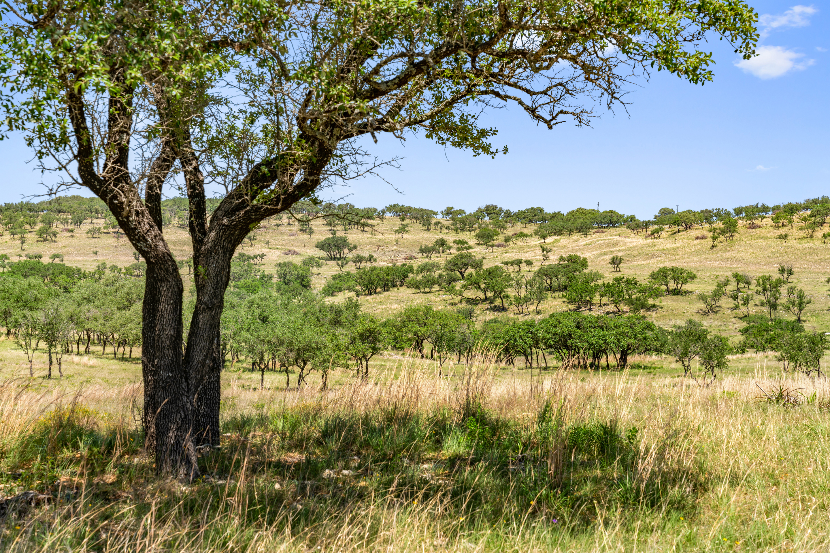 Hill Country oak and rolling hills