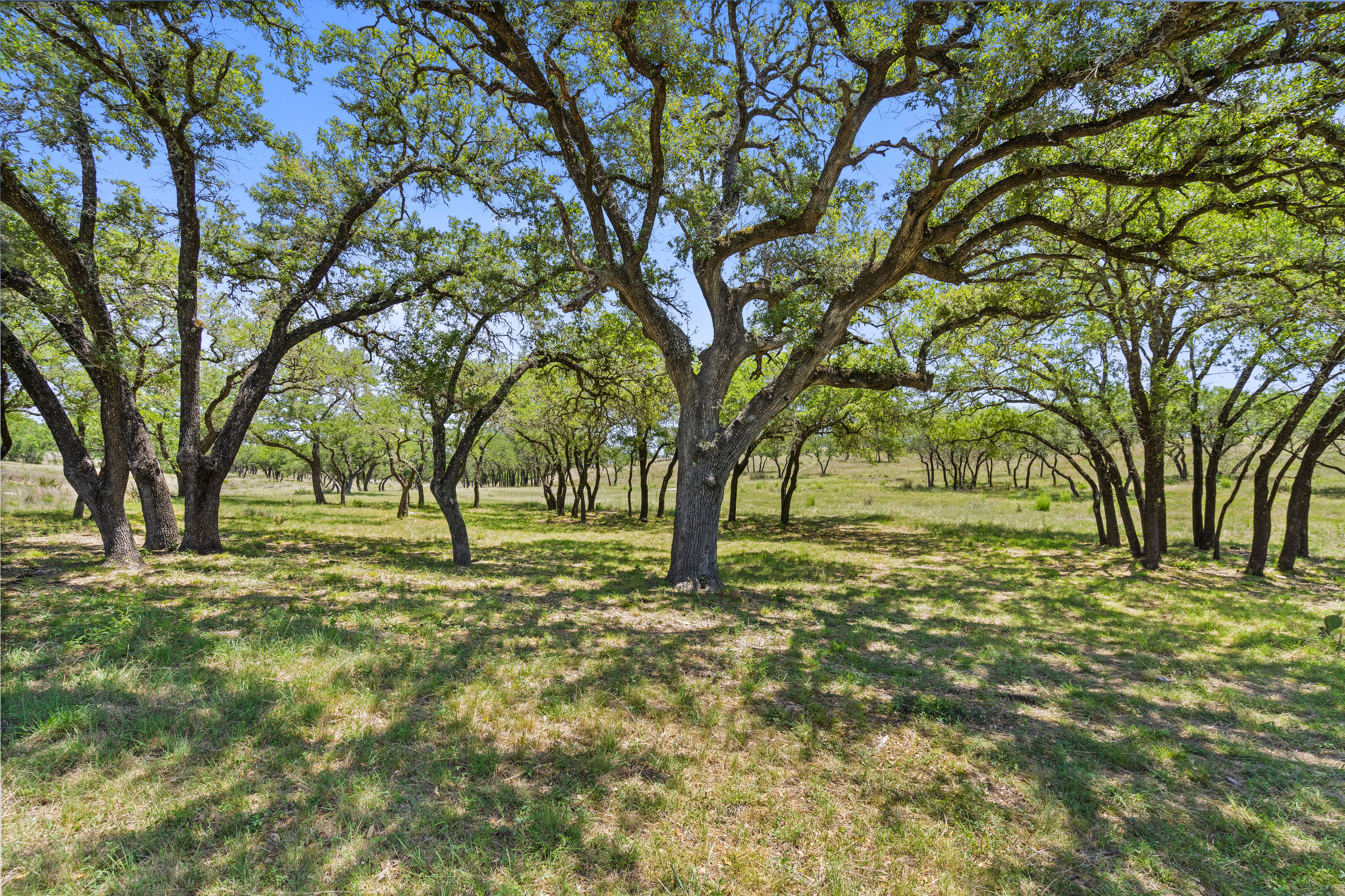 Oak grove maintenance