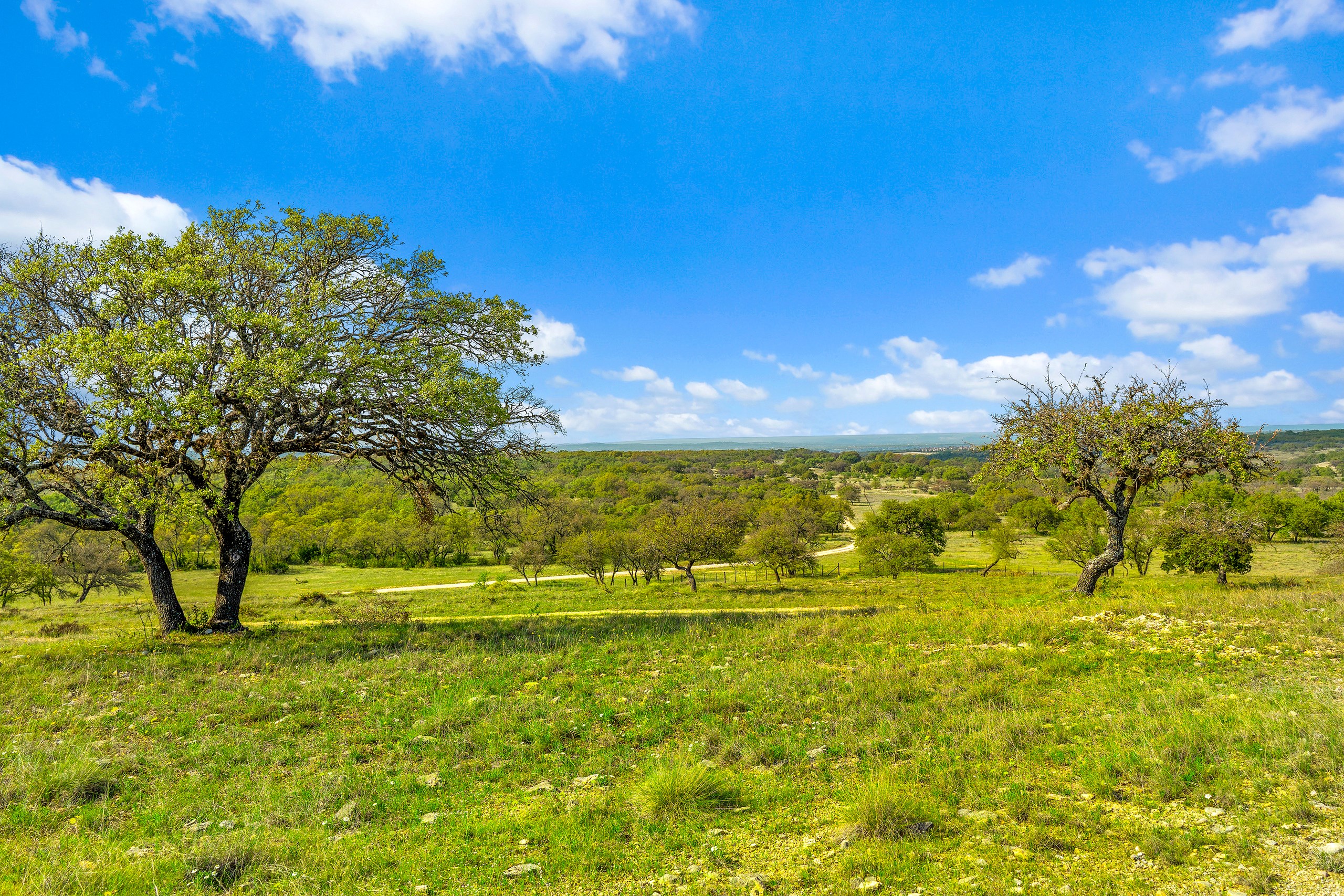 Hill Country grassland and oaks