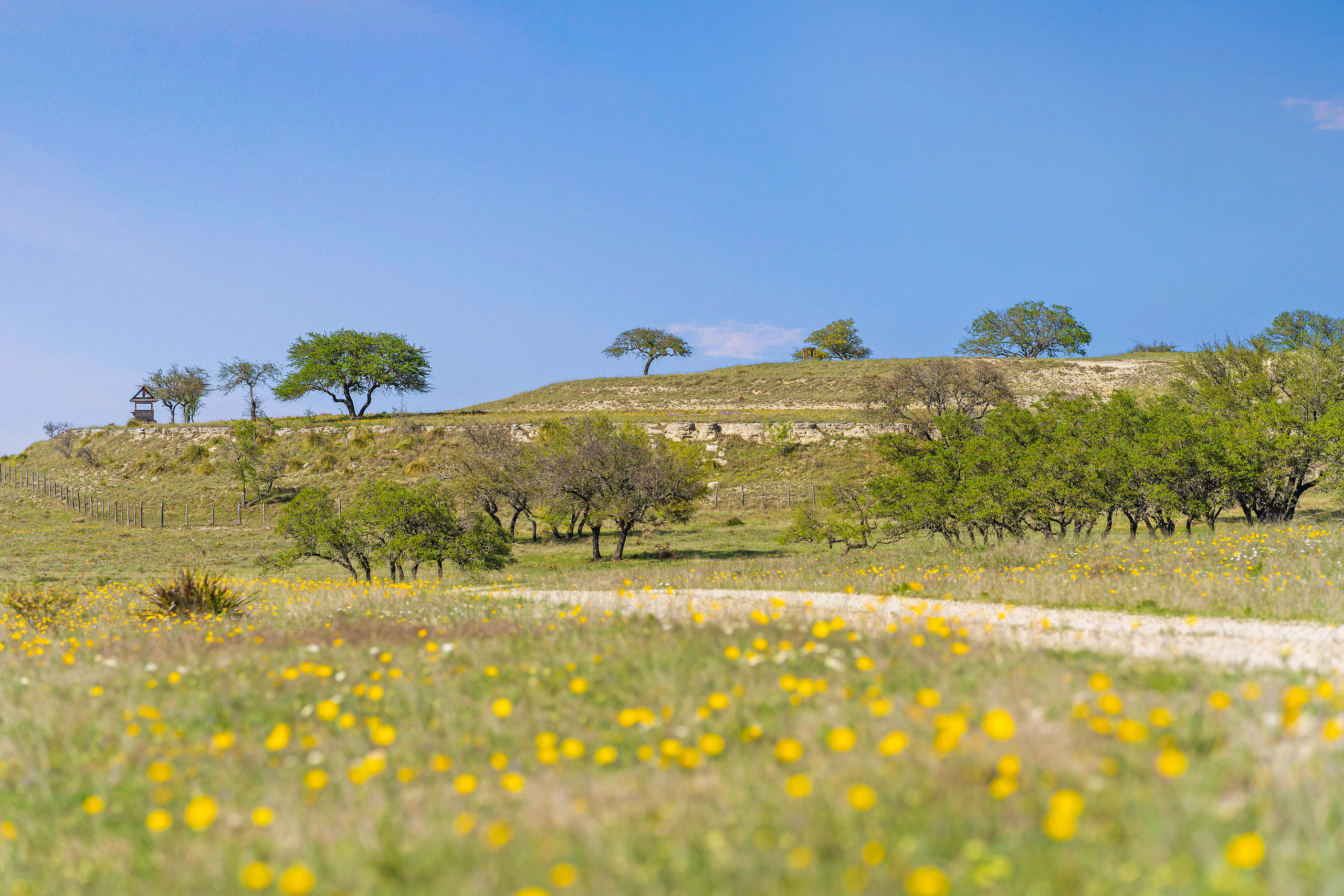Hill Country wildflowers