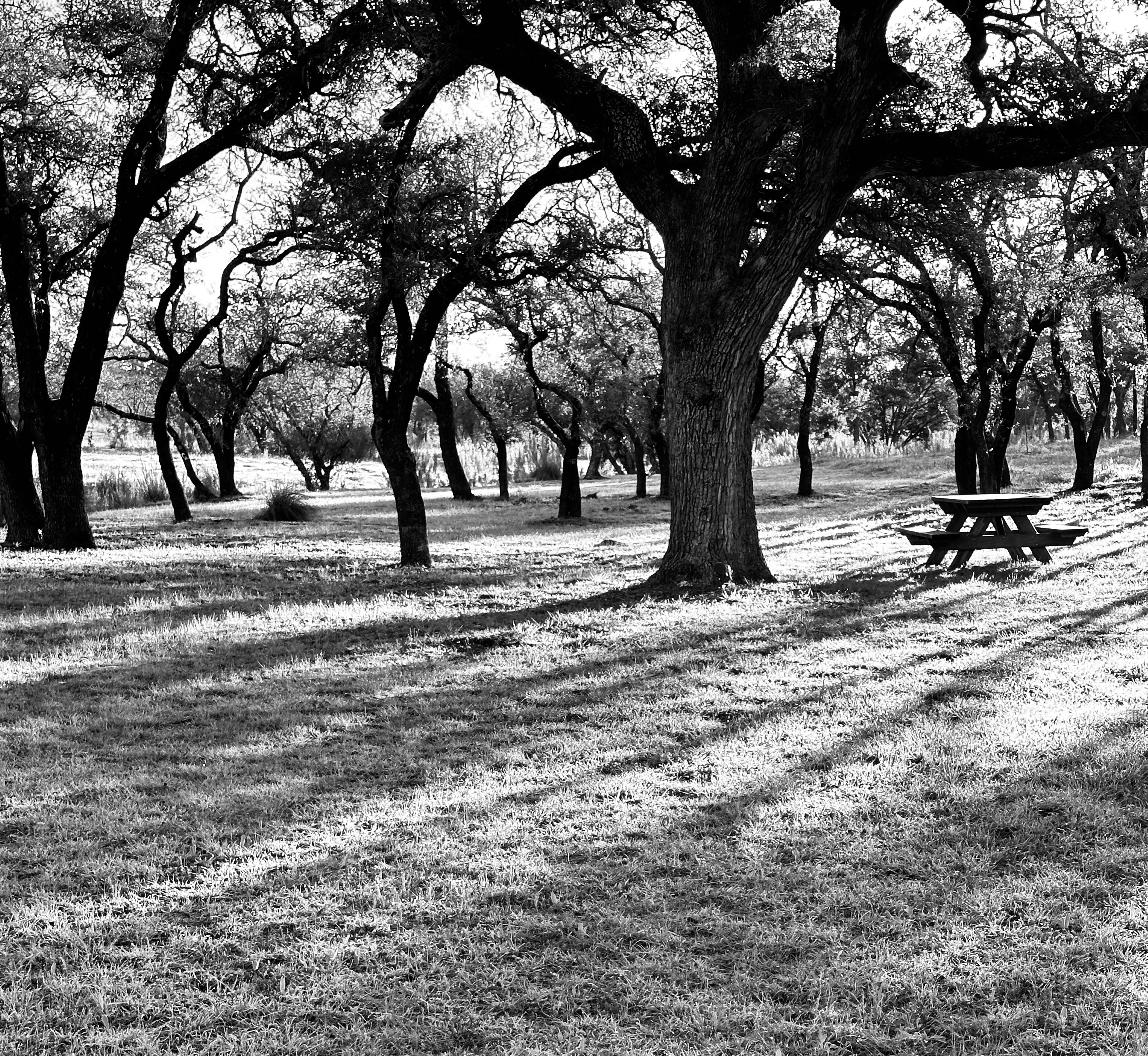 Trimmed oak canopy and lawn