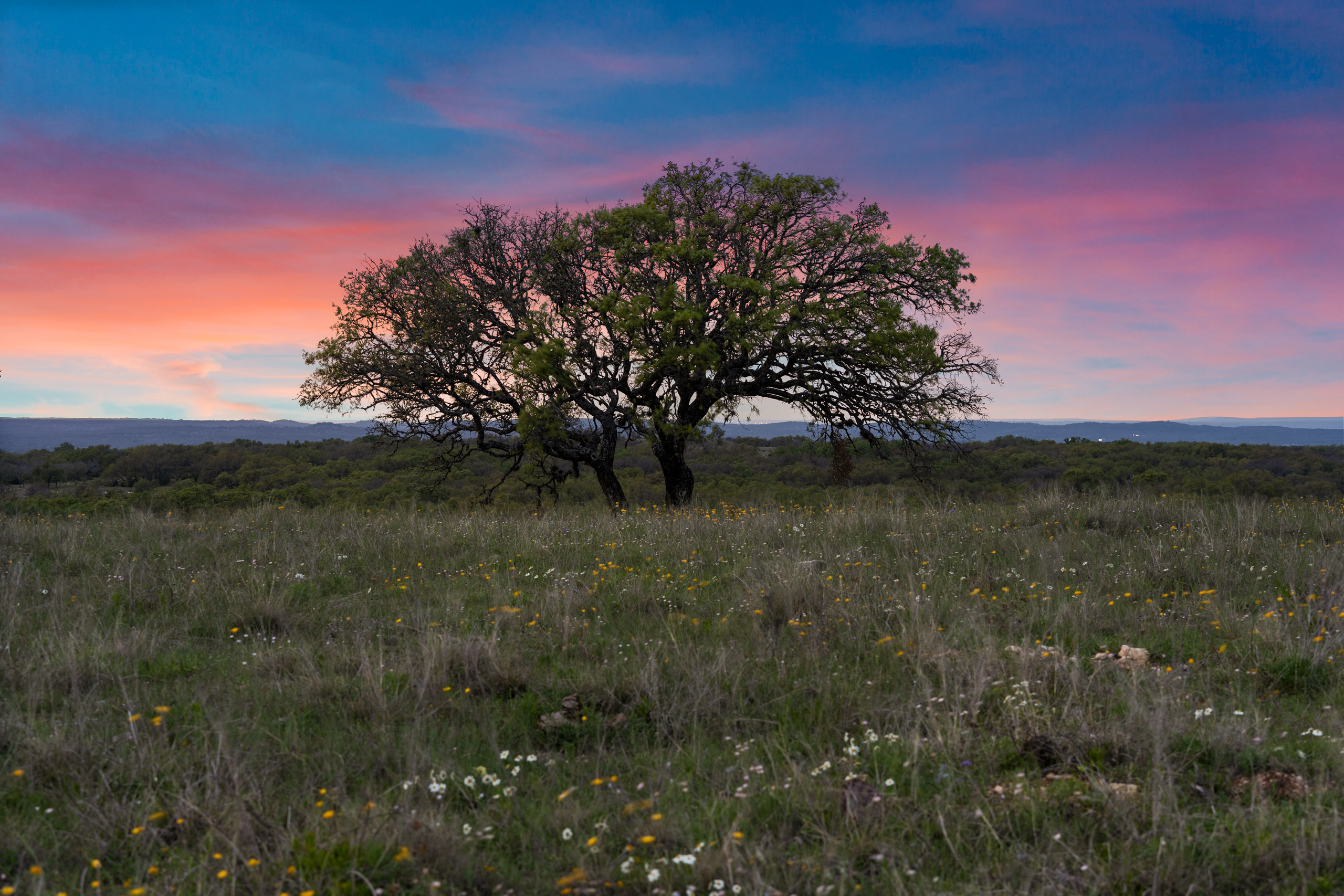 Hill Country twilight oak